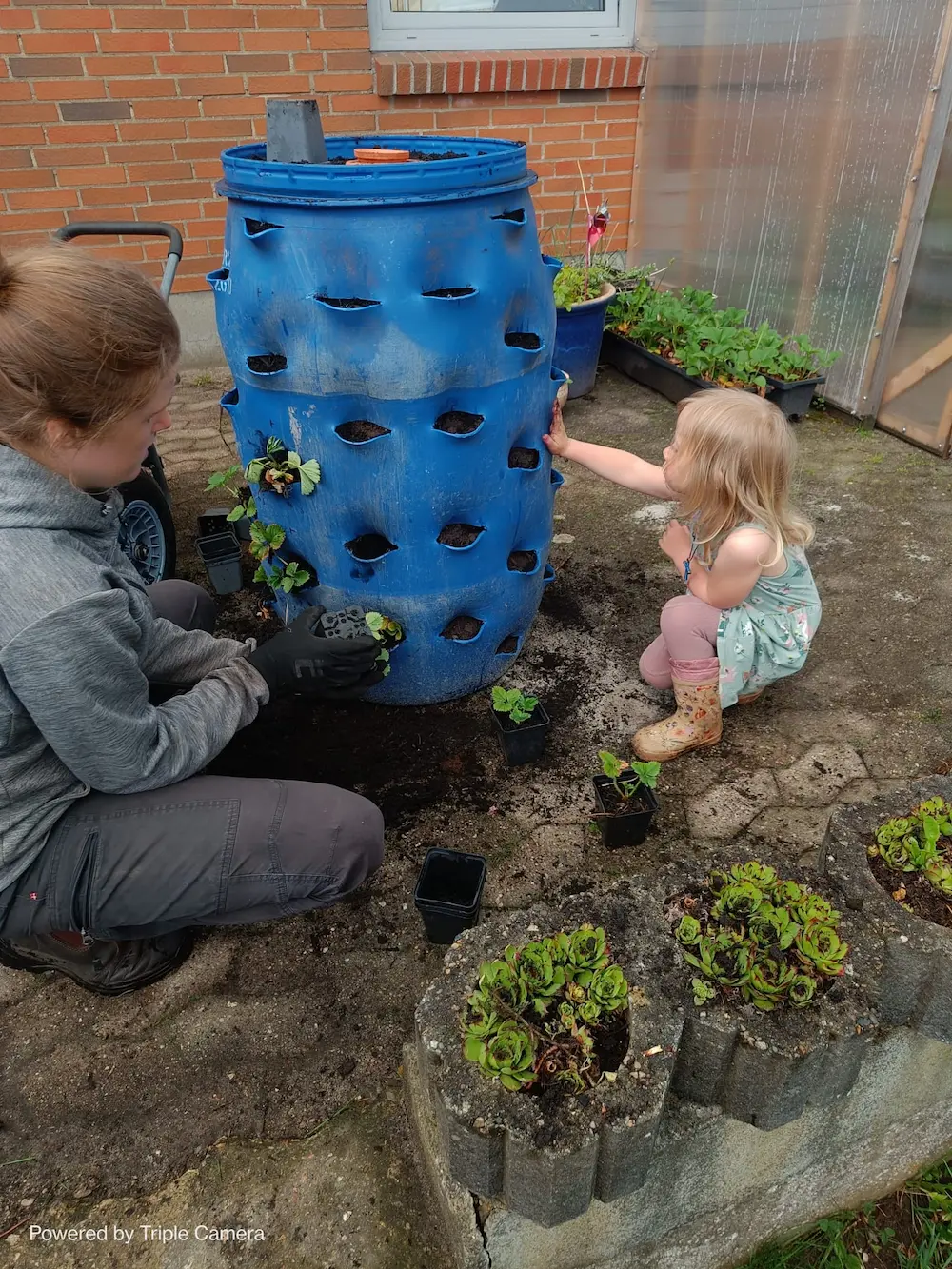 Miriam og datteren planter jordbær