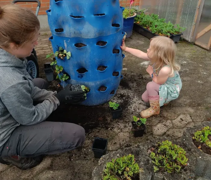 Miriam og datteren planter jordbær
